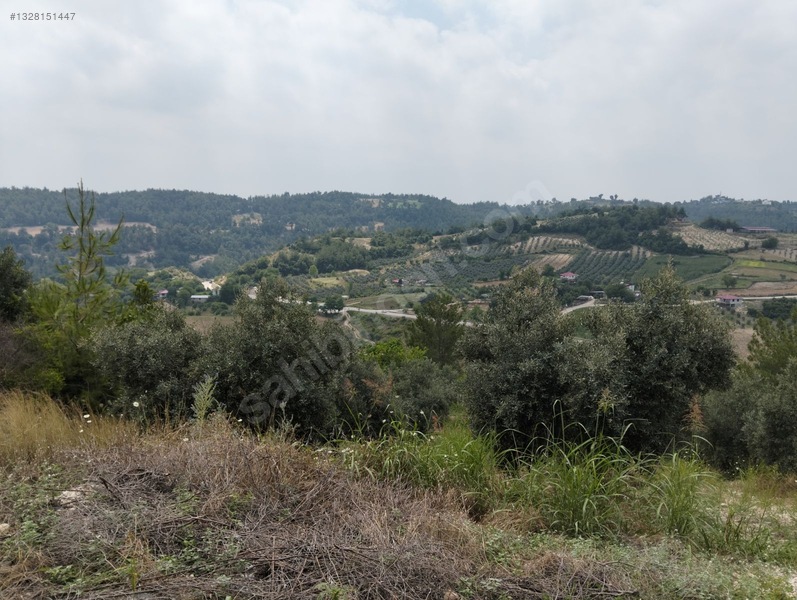 Gök Emlak'tan Emsalsiz Zeytinlik — fotoğraf 27