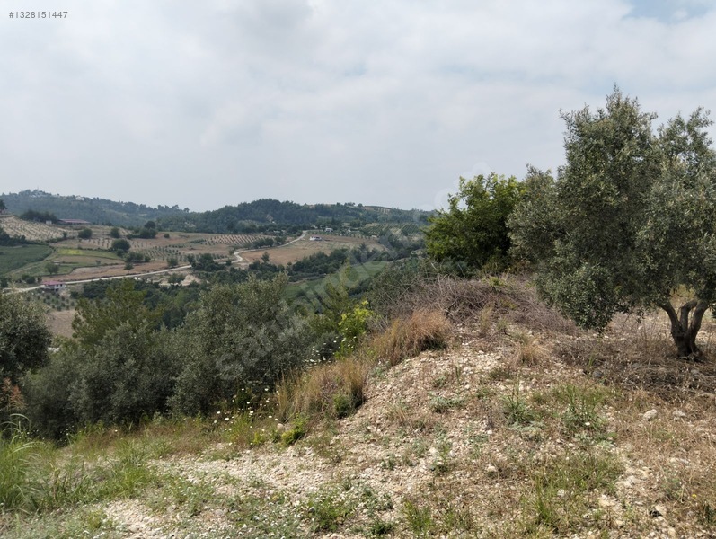 Gök Emlak'tan Emsalsiz Zeytinlik — fotoğraf 28