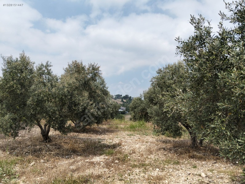 Gök Emlak'tan Emsalsiz Zeytinlik — fotoğraf 29