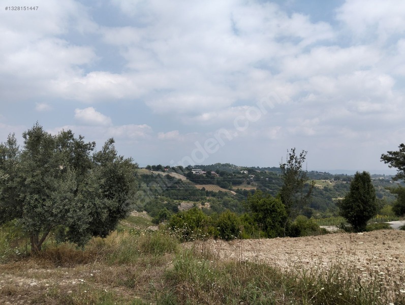 Gök Emlak'tan Emsalsiz Zeytinlik — fotoğraf 30