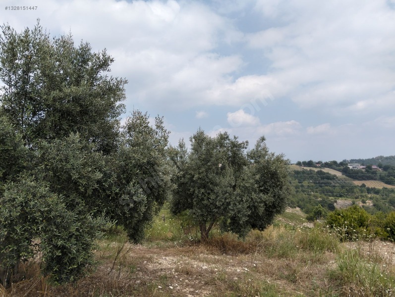 Gök Emlak'tan Emsalsiz Zeytinlik — fotoğraf 31