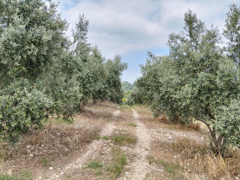 Gök Emlak'tan Emsalsiz Zeytinlik — fotoğraf 32