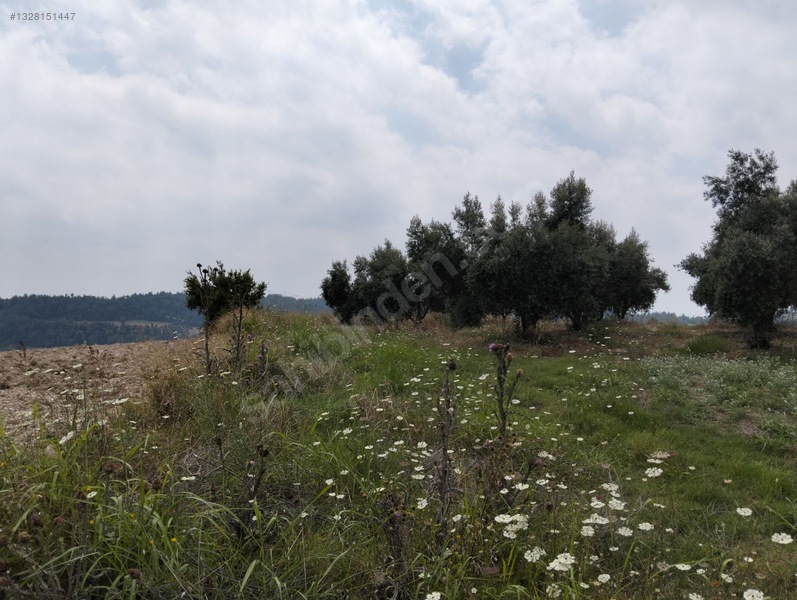 Gök Emlak'tan Emsalsiz Zeytinlik — fotoğraf 33