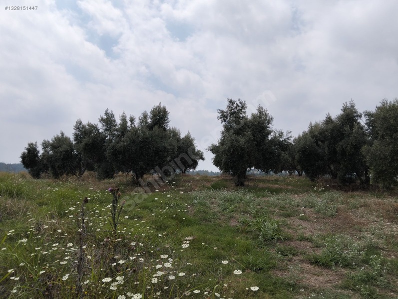 Gök Emlak'tan Emsalsiz Zeytinlik — fotoğraf 34
