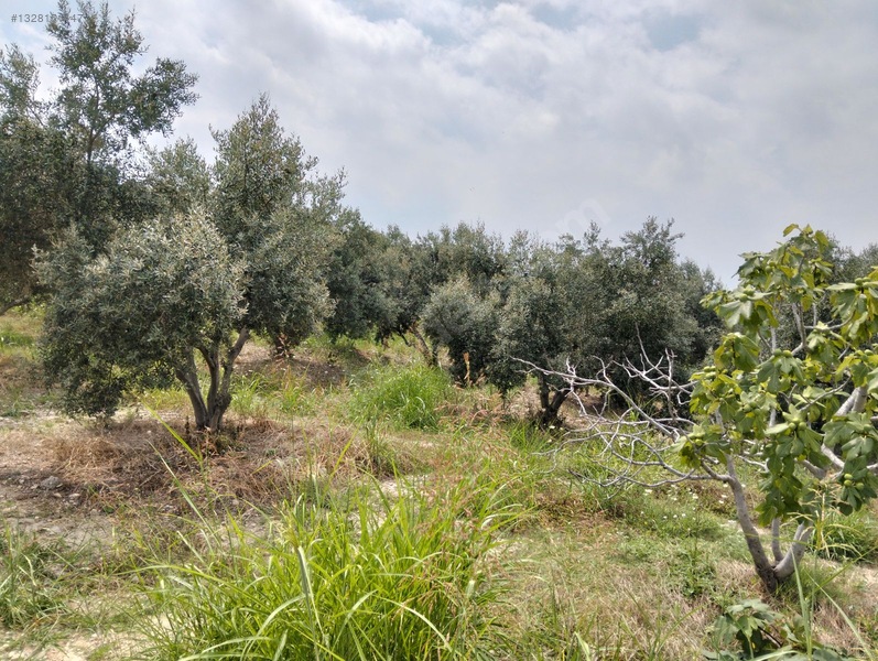 Gök Emlak'tan Emsalsiz Zeytinlik — fotoğraf 35
