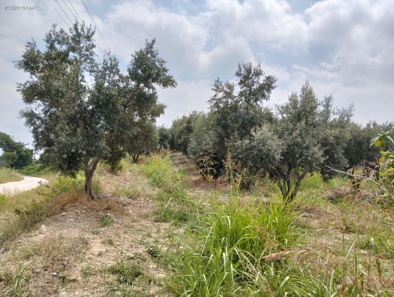 Gök Emlak'tan Emsalsiz Zeytinlik — fotoğraf 36
