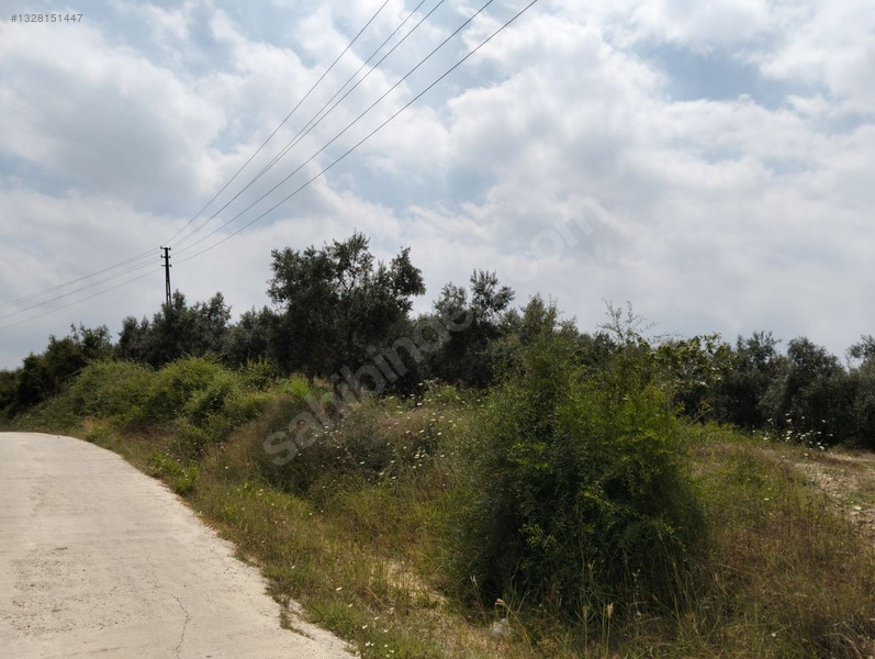Gök Emlak'tan Emsalsiz Zeytinlik — fotoğraf 37