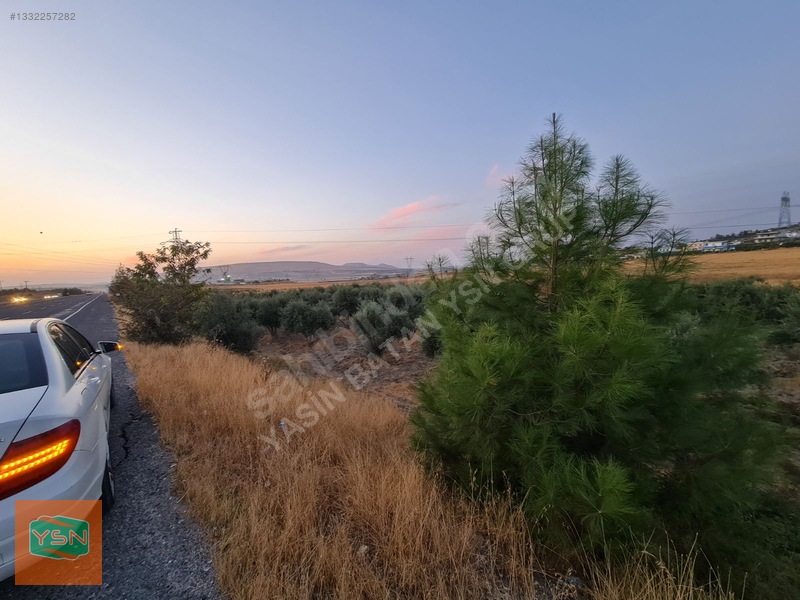 Yasin Batan' Dan Günışık Bozova Yol Üzeri Satılık Zeytinlik! — fotoğraf 15