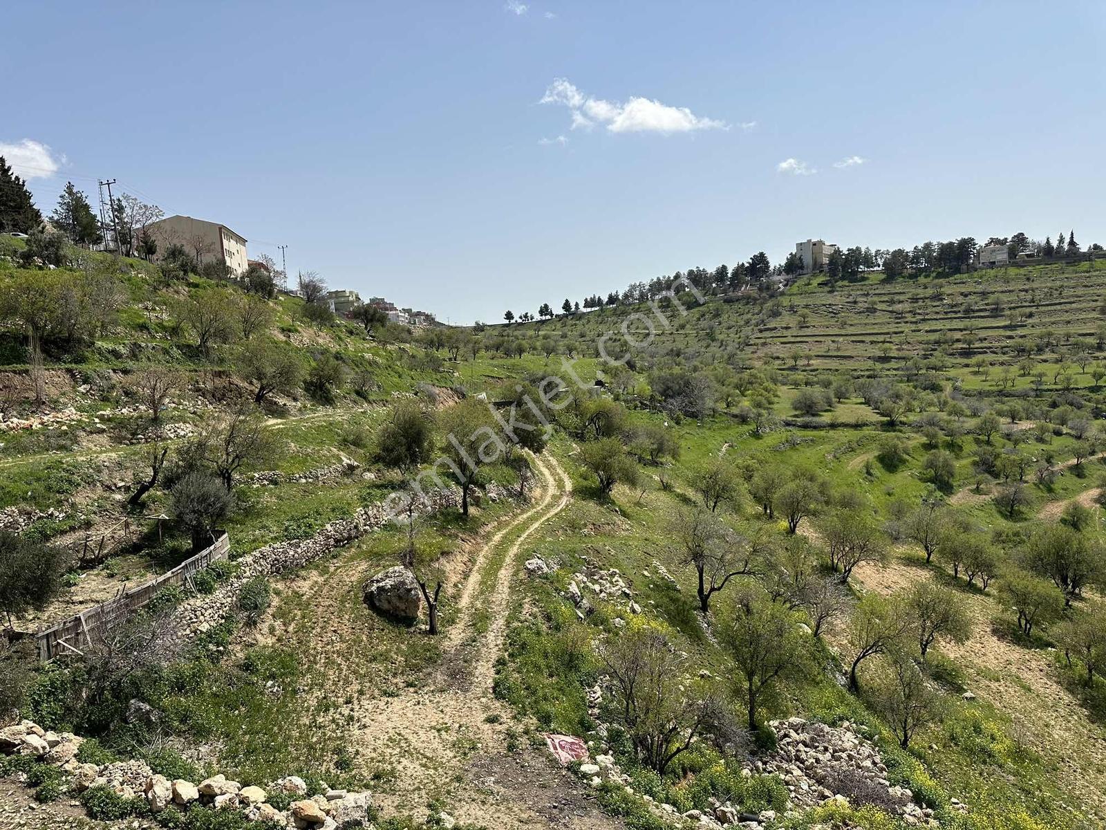 Murat Emlaktan Ordu Evi Yani 10.5 Dönüm Manzaralı Arazi Satılık — fotoğraf 13