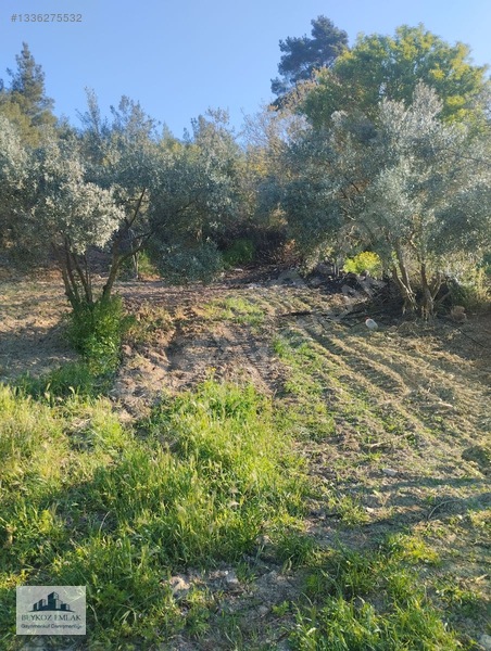 Manisa Yunusemre Beydere Mah. Yerleşim Yanı Satılık Üzüm Bağı — fotoğraf 6