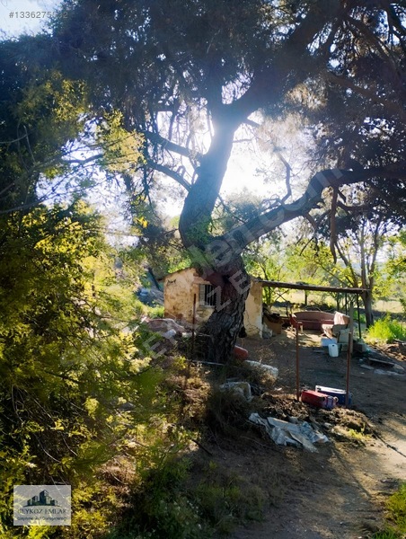 Manisa Yunusemre Beydere Mah. Yerleşim Yanı Satılık Üzüm Bağı — fotoğraf 11