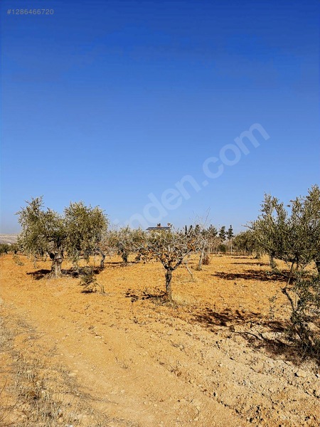 Nizipte Satılık Arazi — fotoğraf 2