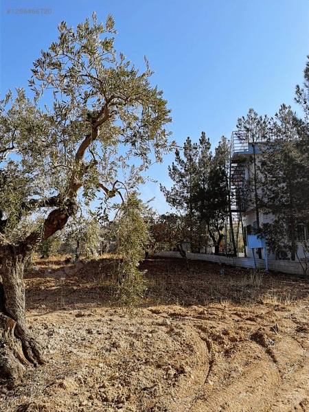 Nizipte Satılık Arazi — fotoğraf 3