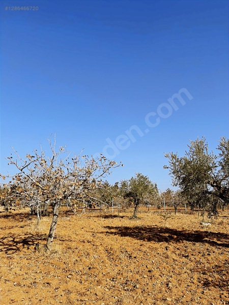Nizipte Satılık Arazi — fotoğraf 7