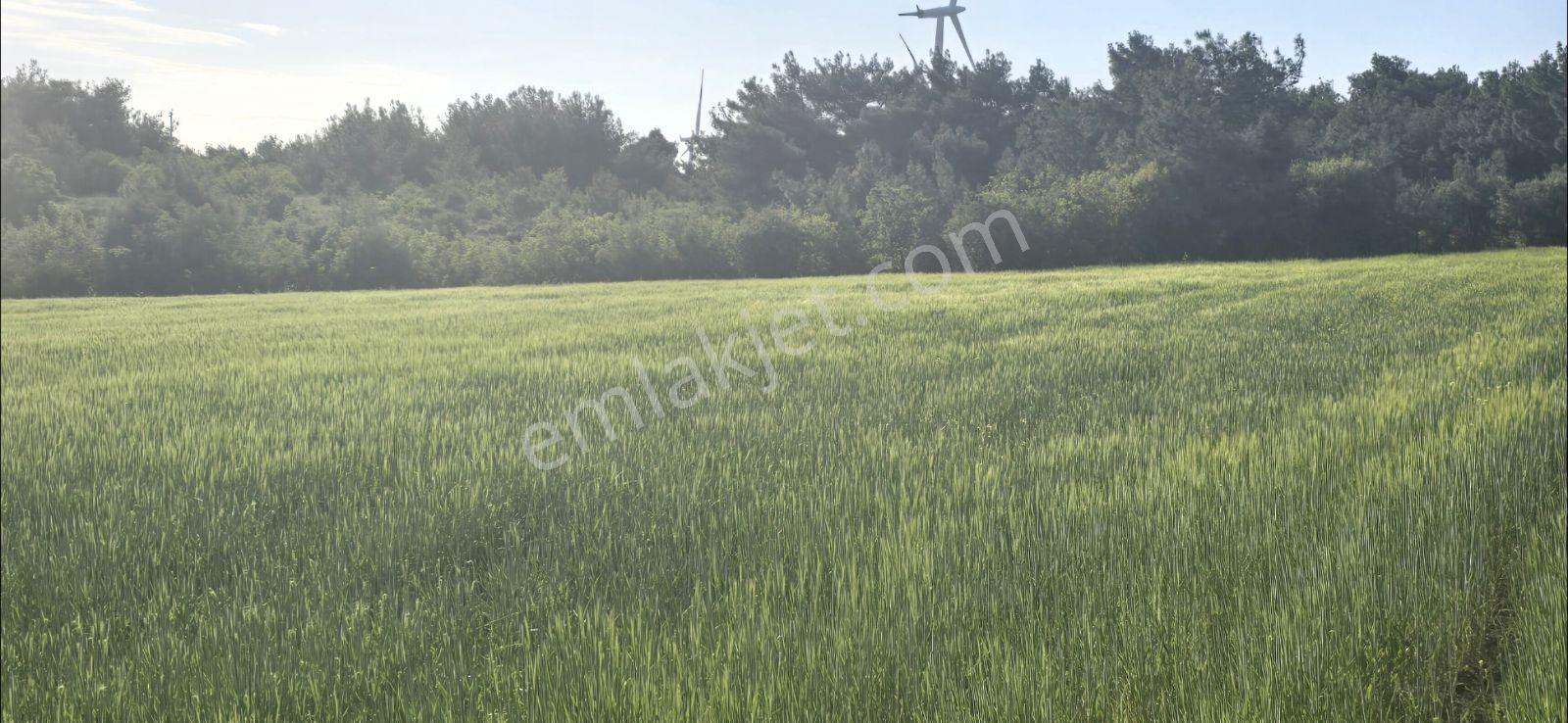 Asfalt Yola Cephe Manzaralı Kupon Satılık Kelepir Arazi — fotoğraf 22
