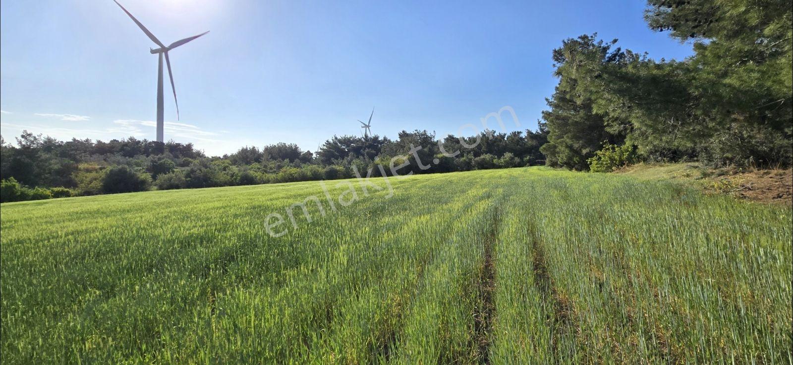 Asfalt Yola Cephe Manzaralı Kupon Satılık Kelepir Arazi — fotoğraf 23