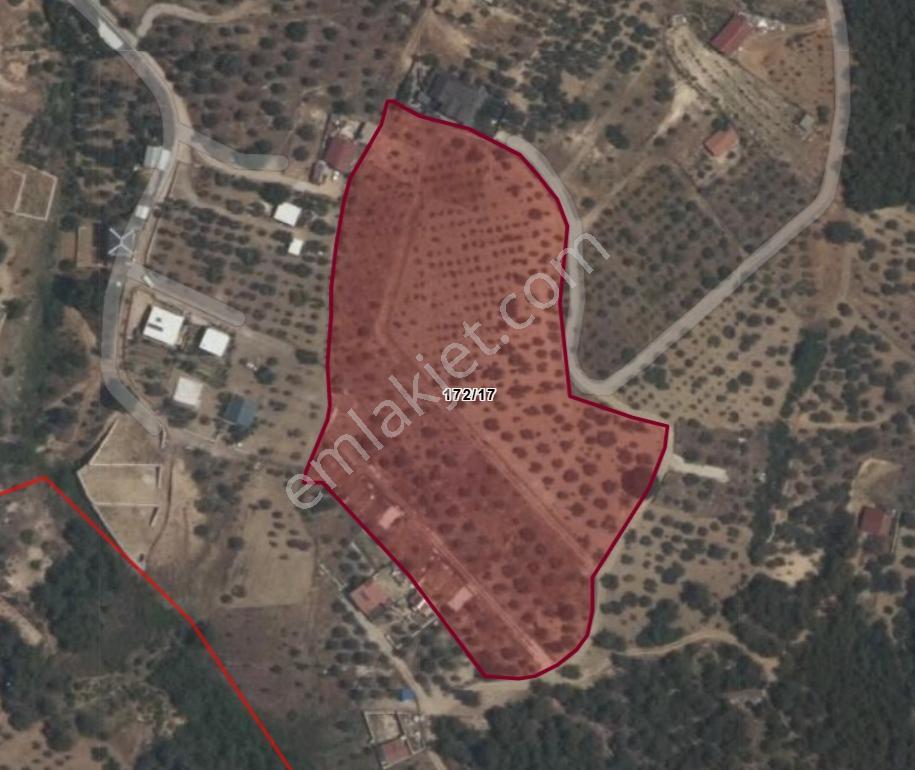 Erzden Ulucak Damlacıkta Şehre Yakın 340M² Rızai Taksimli Bahçe
