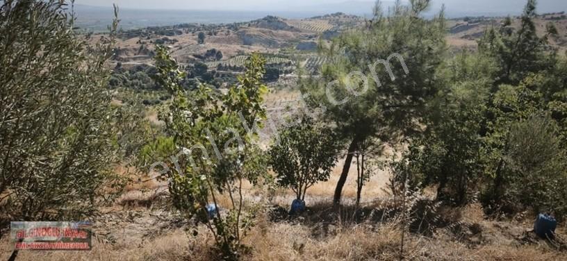 Bilginoğlu Emlaktan Örnek Köy De Satılık Zeytinlik — fotoğraf 2