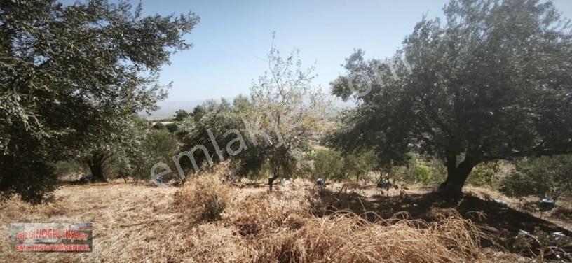 Bilginoğlu Emlaktan Örnek Köy De Satılık Zeytinlik — fotoğraf 7