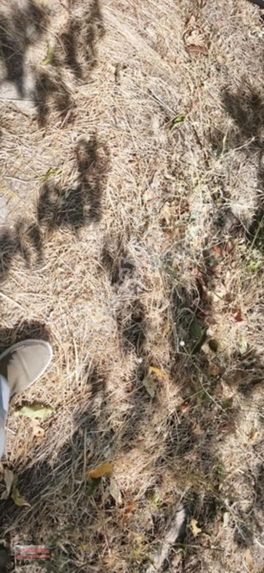 Bilginoğlu Emlaktan Örnek Köy De Satılık Zeytinlik — fotoğraf 11