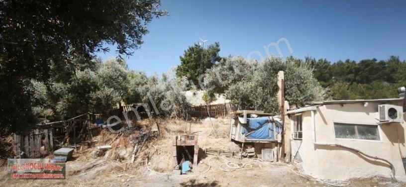 Bilginoğlu Emlaktan Örnek Köy De Satılık Zeytinlik — fotoğraf 16