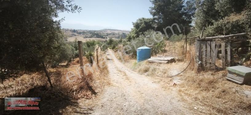 Bilginoğlu Emlaktan Örnek Köy De Satılık Zeytinlik — fotoğraf 17