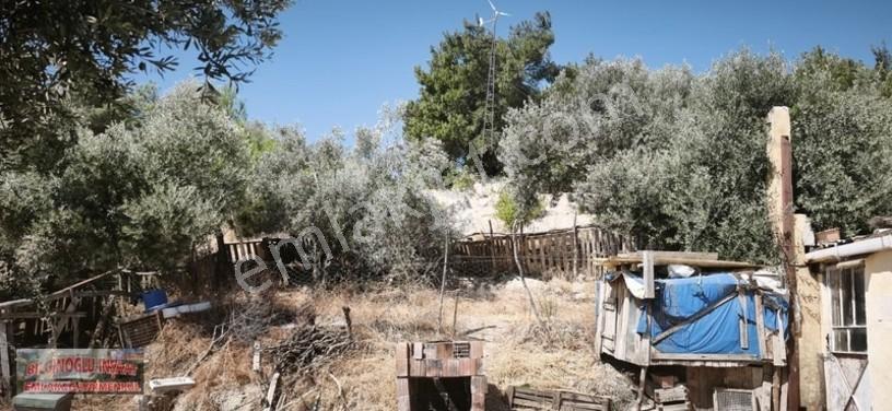 Bilginoğlu Emlaktan Örnek Köy De Satılık Zeytinlik — fotoğraf 19