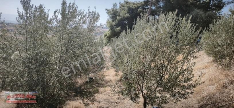 Bilginoğlu Emlaktan Örnek Köy De Satılık Zeytinlik — fotoğraf 23