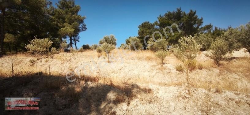 Bilginoğlu Emlaktan Örnek Köy De Satılık Zeytinlik — fotoğraf 32