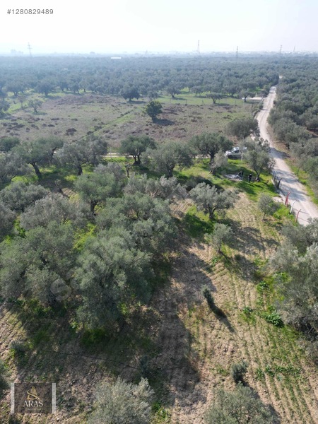 Aras Gayrimenkulden Efendi Mah. 3.380 M2 Sulu Hobi Bahçesi — fotoğraf 4