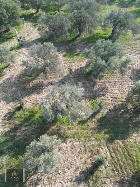 Aras Gayrimenkulden Efendi Mah. 3.380 M2 Sulu Hobi Bahçesi — fotoğraf 5