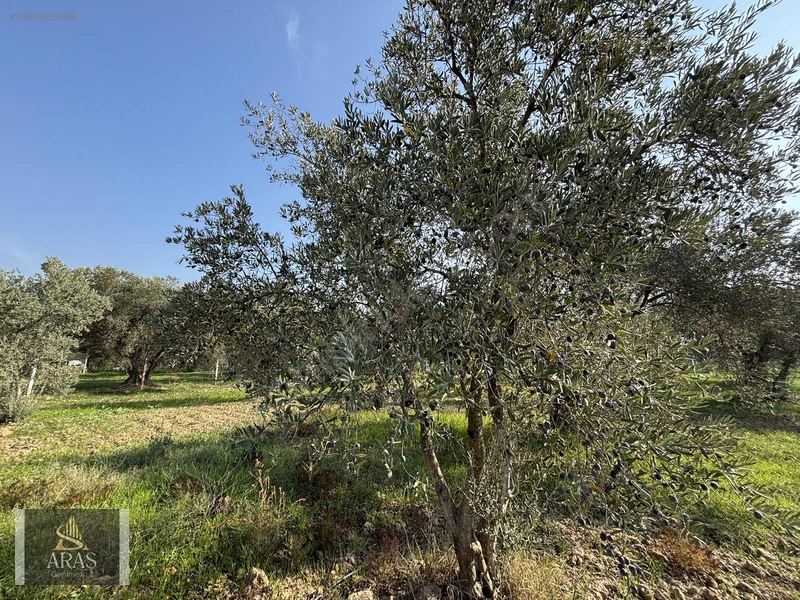 Aras Gayrimenkulden Efendi Mah. 3.380 M2 Sulu Hobi Bahçesi — fotoğraf 13