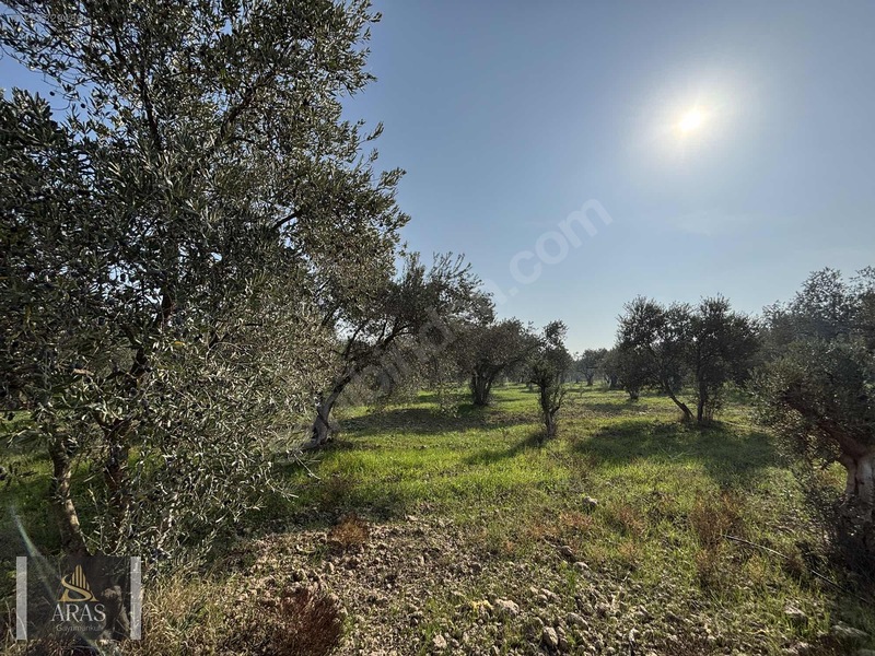 Aras Gayrimenkulden Efendi Mah. 3.380 M2 Sulu Hobi Bahçesi — fotoğraf 14