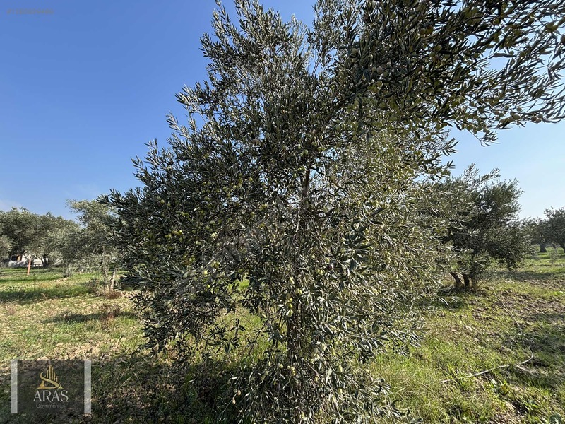 Aras Gayrimenkulden Efendi Mah. 3.380 M2 Sulu Hobi Bahçesi — fotoğraf 15