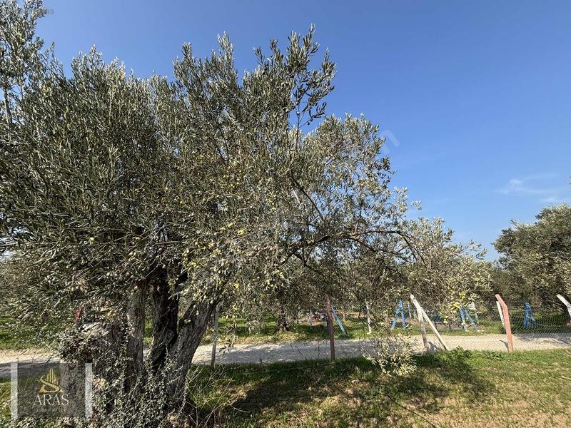 Aras Gayrimenkulden Efendi Mah. 3.380 M2 Sulu Hobi Bahçesi — fotoğraf 16