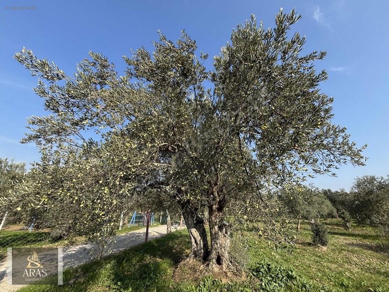 Aras Gayrimenkulden Efendi Mah. 3.380 M2 Sulu Hobi Bahçesi — fotoğraf 17