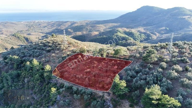 Kerim'Den Satılık Adatepe Deniz Manzaralı Yol Cepheli Zeytinlik