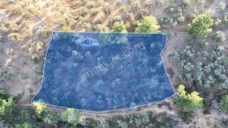Kerim'den Satılık Adatepe Deniz Manzaralı Yol Cepheli Zeytinlik — fotoğraf 2