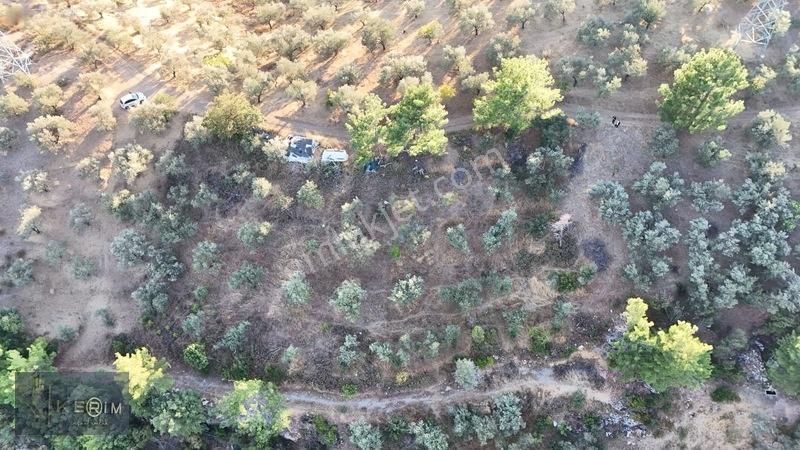 Kerim'den Satılık Adatepe Deniz Manzaralı Yol Cepheli Zeytinlik — fotoğraf 3