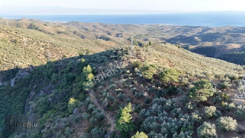 Kerim'den Satılık Adatepe Deniz Manzaralı Yol Cepheli Zeytinlik — fotoğraf 4