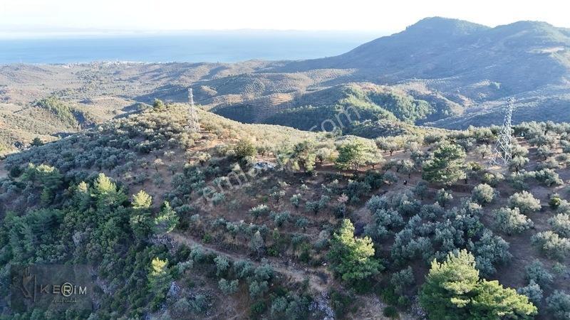 Kerim'den Satılık Adatepe Deniz Manzaralı Yol Cepheli Zeytinlik — fotoğraf 5