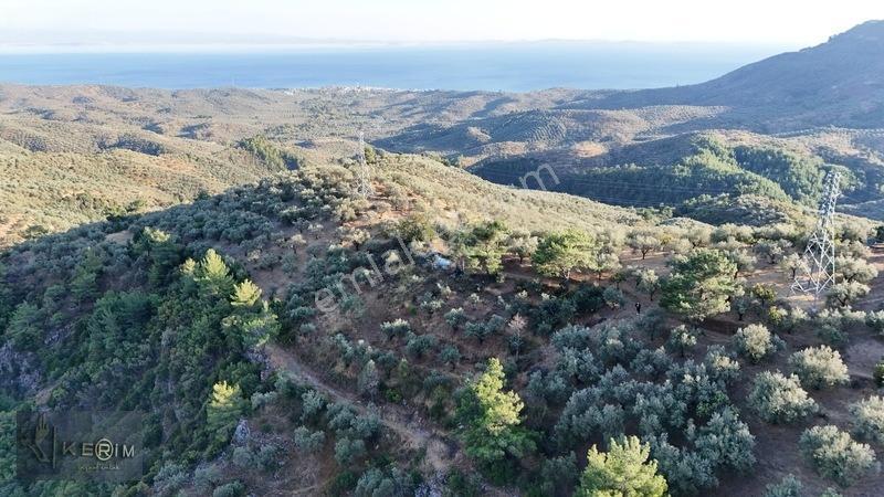Kerim'den Satılık Adatepe Deniz Manzaralı Yol Cepheli Zeytinlik — fotoğraf 6