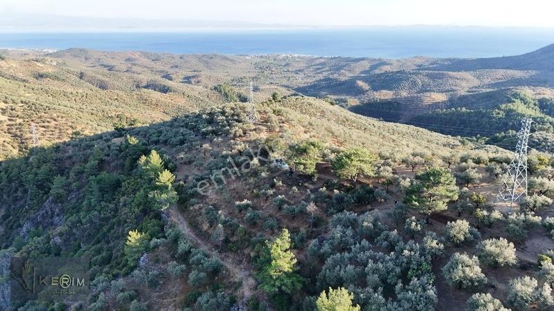 Kerim'den Satılık Adatepe Deniz Manzaralı Yol Cepheli Zeytinlik — fotoğraf 7