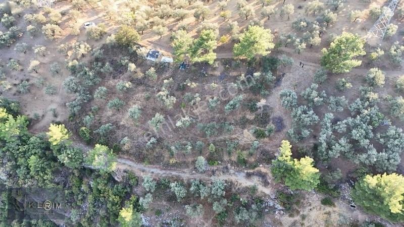 Kerim'den Satılık Adatepe Deniz Manzaralı Yol Cepheli Zeytinlik — fotoğraf 8