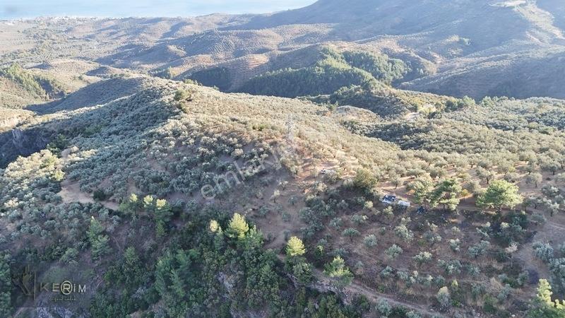 Kerim'den Satılık Adatepe Deniz Manzaralı Yol Cepheli Zeytinlik — fotoğraf 9