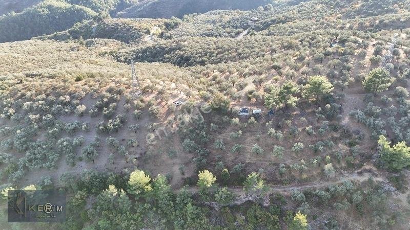 Kerim'den Satılık Adatepe Deniz Manzaralı Yol Cepheli Zeytinlik — fotoğraf 10