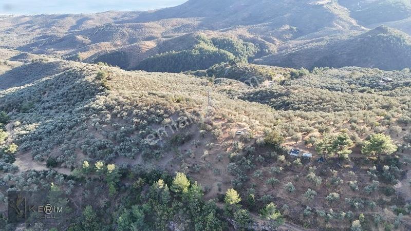 Kerim'den Satılık Adatepe Deniz Manzaralı Yol Cepheli Zeytinlik — fotoğraf 11