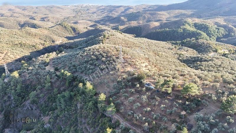 Kerim'den Satılık Adatepe Deniz Manzaralı Yol Cepheli Zeytinlik — fotoğraf 12