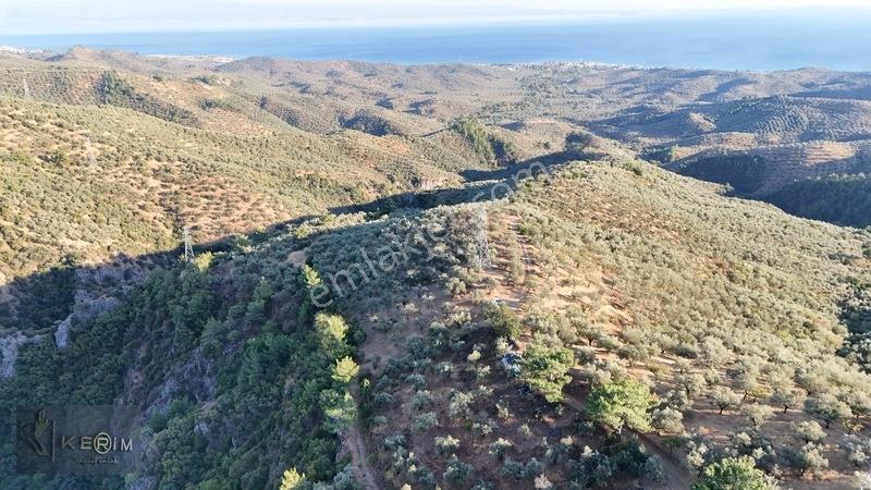 Kerim'den Satılık Adatepe Deniz Manzaralı Yol Cepheli Zeytinlik — fotoğraf 13