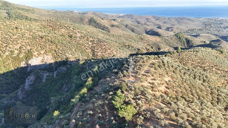 Kerim'den Satılık Adatepe Deniz Manzaralı Yol Cepheli Zeytinlik — fotoğraf 14